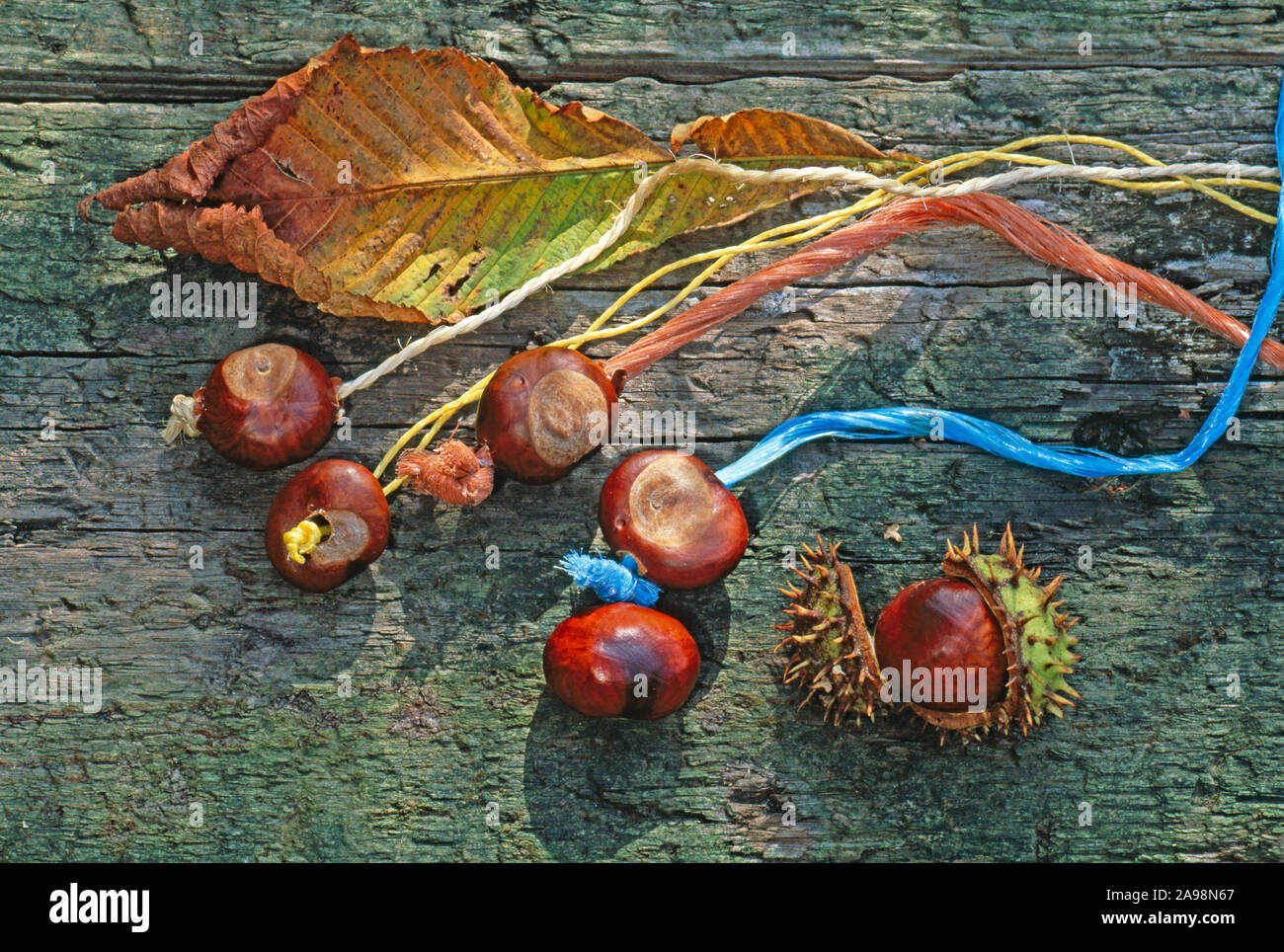 Horse-Chestnut Obst, für das Spielen conkers (Aesculus hippocastanum). Conkers gebohrt und Farbe Saiteninstrumente. Stockfoto