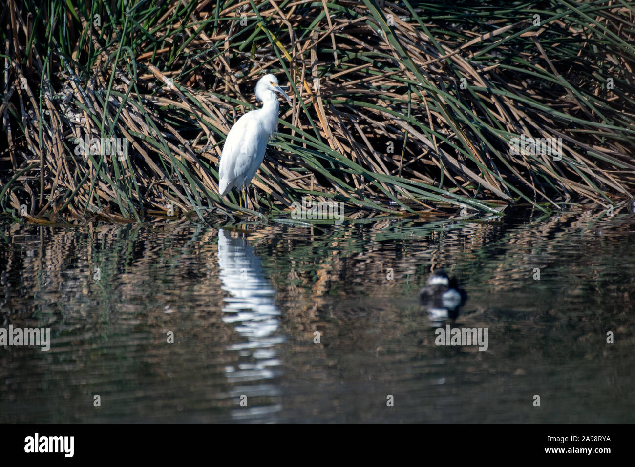 Schönen Snowy White Egret Sitzstangen regungslos beim Warten auf die perfekte Gelegenheit, eine Weitergabe, um Fische zu fangen. Stockfoto