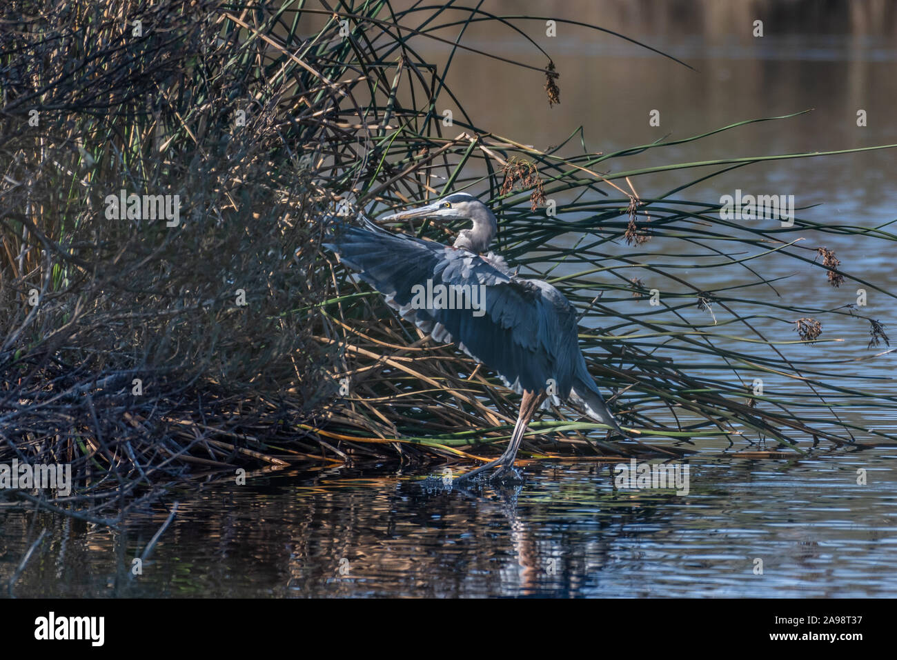 Herrliche große Great Blue Heron Vogel hat Flügel, während bei der Lösung für eine Landung in die Sicherheit der Teich Ufervegetation während einer Herbst m Stockfoto