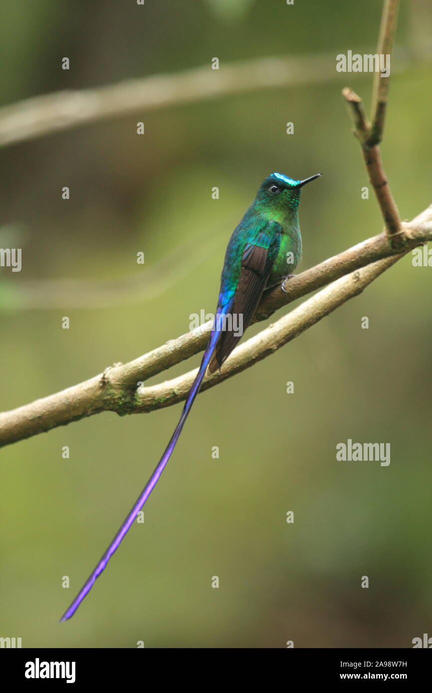 Wunderschöne Long-tail sylph männlichen Kolibri in seinem natürlichen Lebensraum des tropischen Regenwaldes thront. Es ist nur in Bolivien, Kolumbien, Ecuador, P gefunden Stockfoto