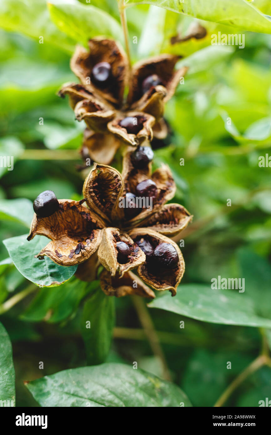 Paeonia suffruticosa Samen in Sternen. Pfingstrose baum Samen auf die grünen Blätter Hintergrund. Paeonia, semi-Strauch Symbol in der chinesischen Kultur. Samen von Stockfoto