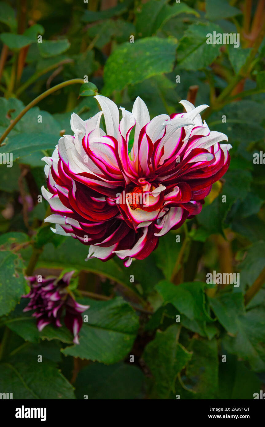 Nahaufnahme von Santa Claus Dahlie in voller Blüte im Garten Stockfoto