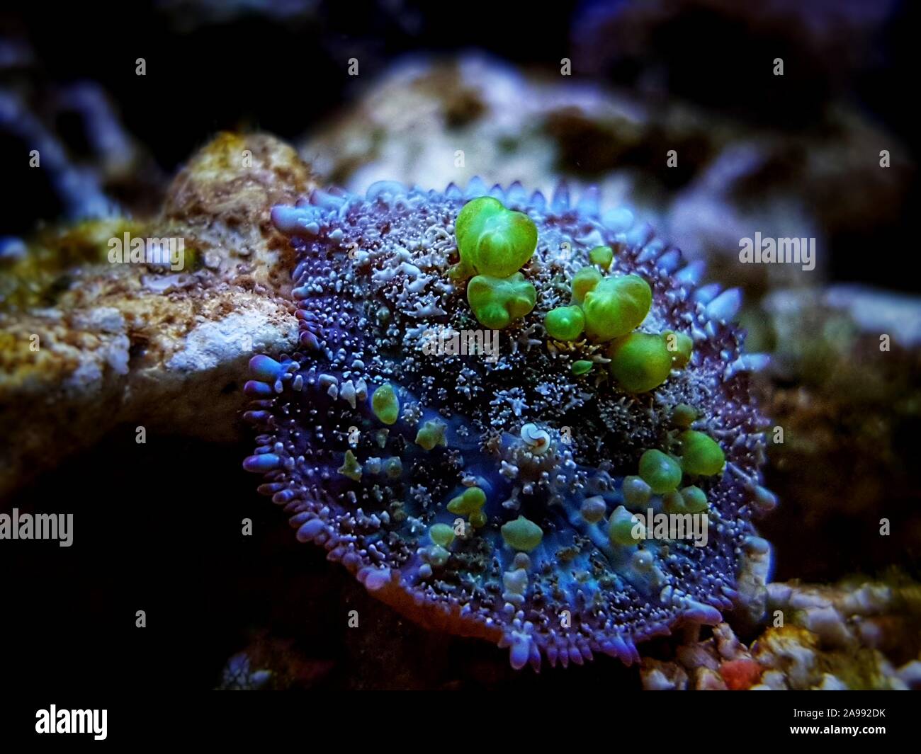 Biohazard Bounce Pilz-shroom Rhodatis sp. Stockfoto