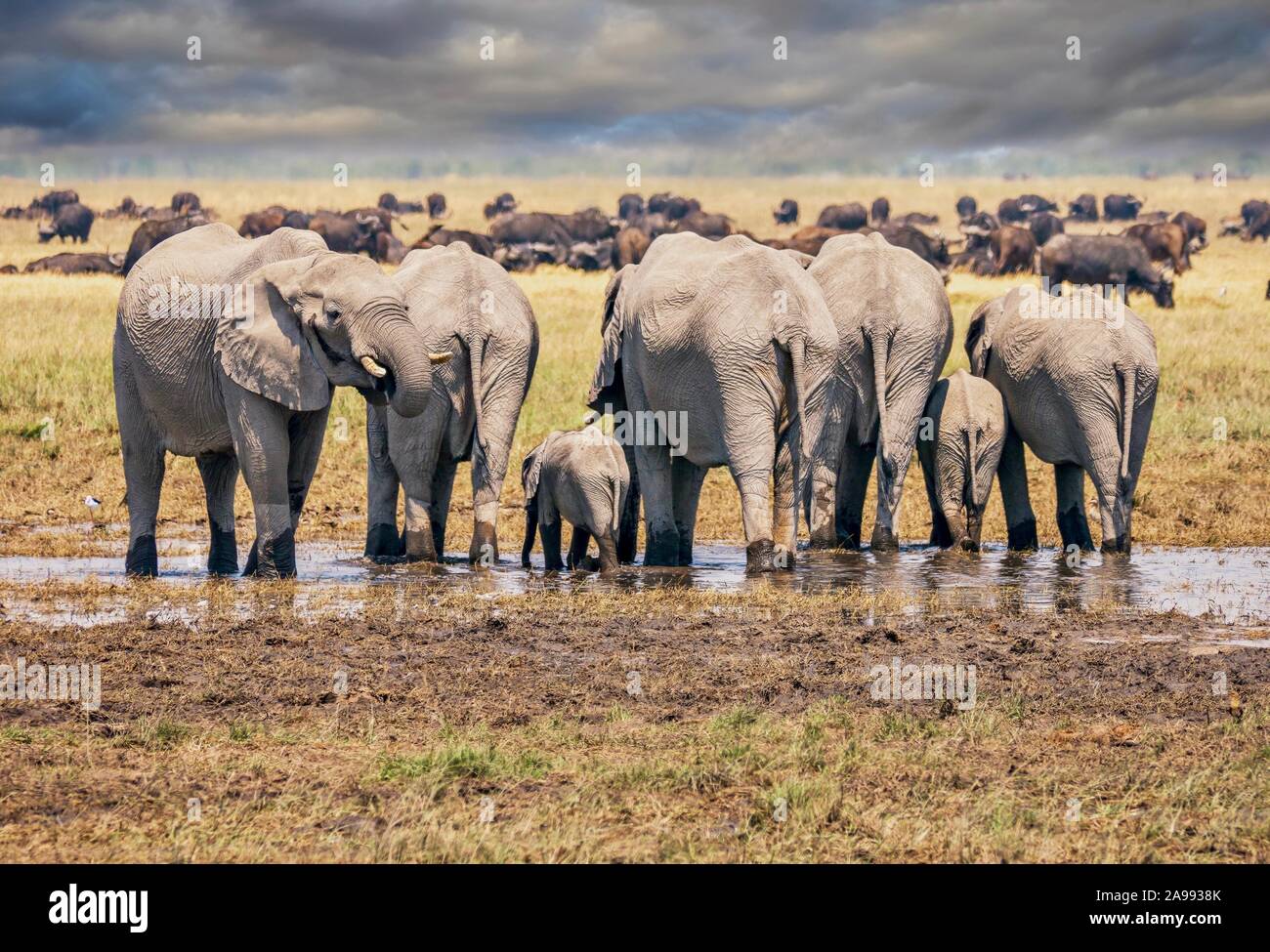 Eine Herde von afrikanischen Elefanten, darunter ein Baby, stehen Seite an Seite das Trinken aus einem kleinen Wasserloch, mit Büffel und dramatische Wolken im Hintergrund. Stockfoto