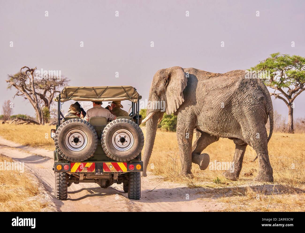 Eine enge Begegnung zwischen Mensch und Tier als männlicher afrikanischer Elefant (Loxodonta africana) mit Schlamm bedeckt, passiert vor eine Safari Fahrzeug. Stockfoto