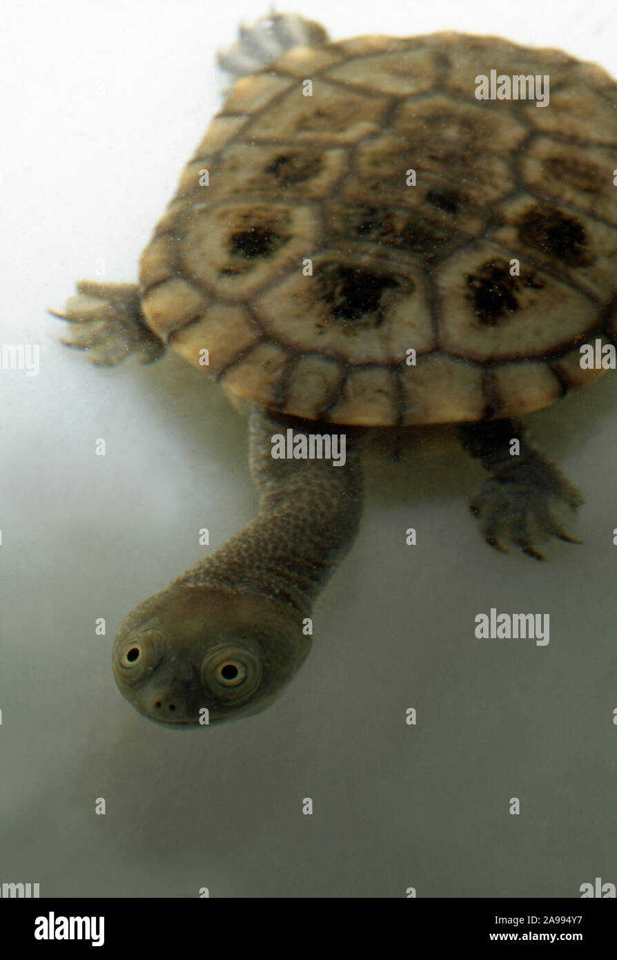 Östlichen SNAKE-NECKED TURTLE (Chelodina longicollis). Unter Wasser. Zwei Jahre alten Kinder. Stockfoto