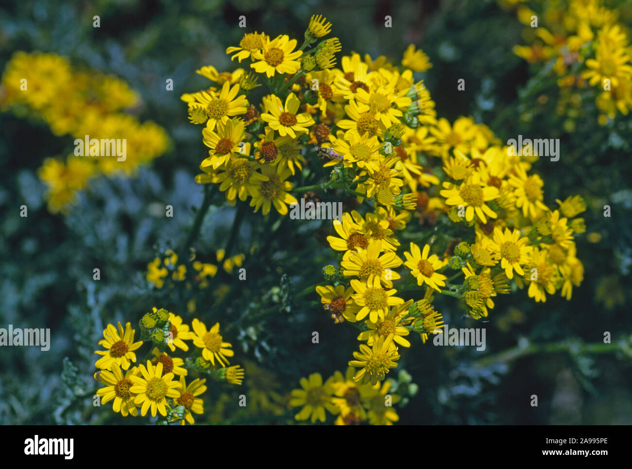 RAGWURZ in Blüte (Senecio jacobaea). Hohe gelbe Blüte, potenziell giftig in trockenem Heu, besonders für Pferde andere Nutztiere. Stockfoto