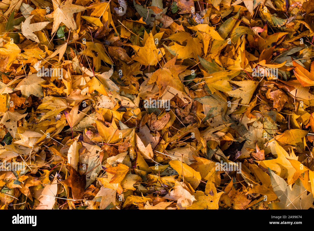 Ein paar Blätter auf dem Boden Stockfoto