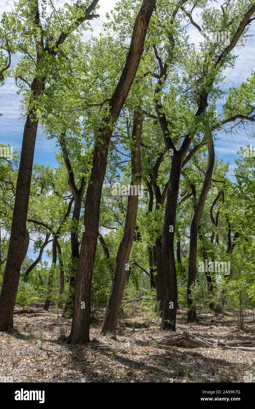Cottonwood Bäumen im Frühjahr im Rio Grande State Park Stockfoto