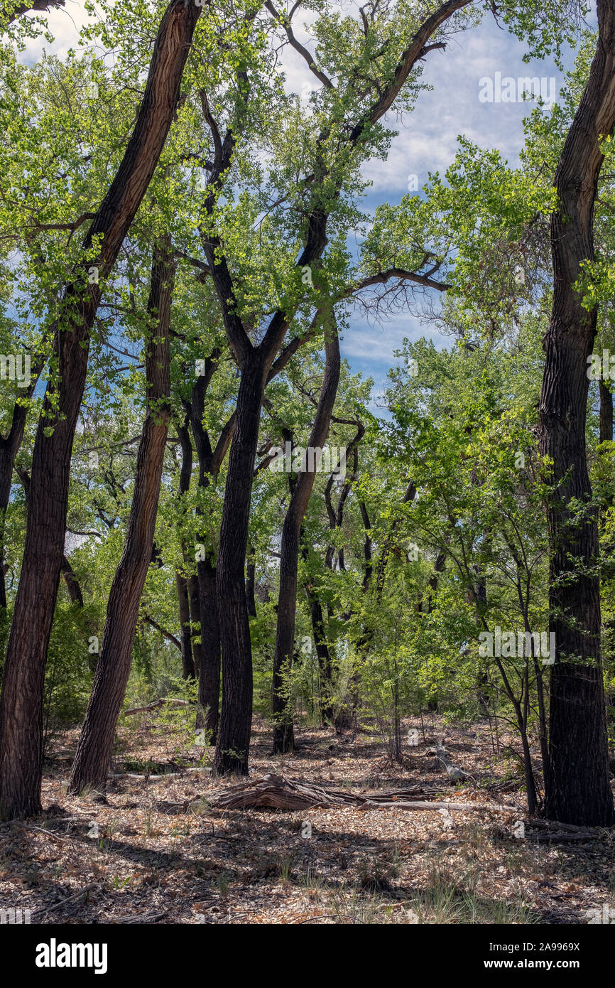 Cottonwood Bäumen im Frühjahr im Rio Grande State Park Stockfoto