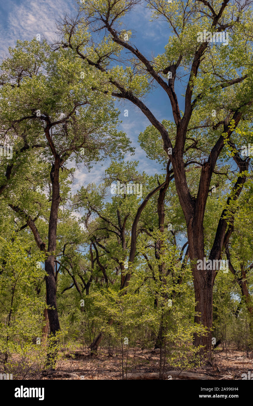Cottonwood Bäumen im Frühjahr im Rio Grande State Park Stockfoto
