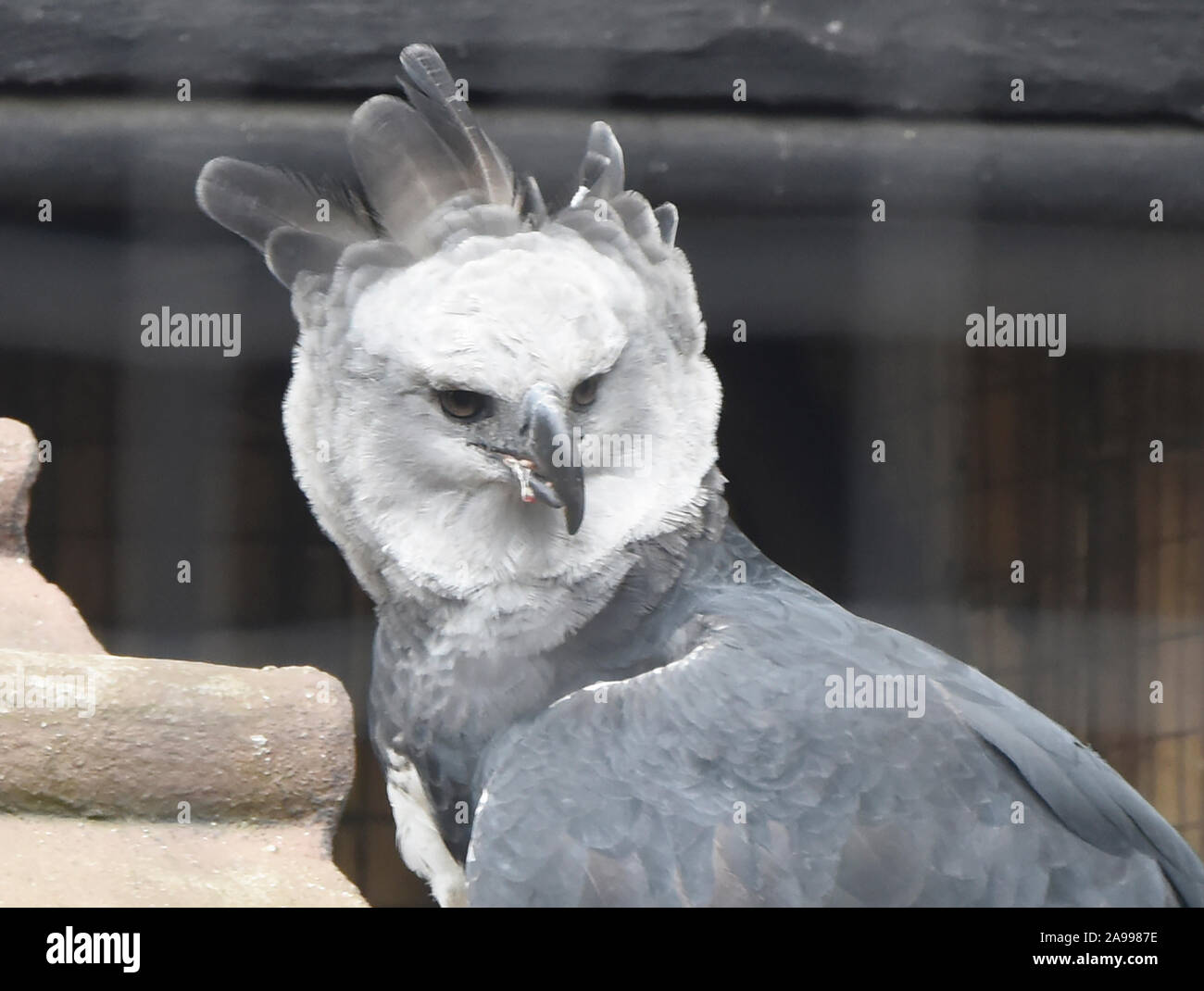 Gerettet Harpyie (Harpia harpyja), Parque Condor, Otavalo, Ecuador ...
