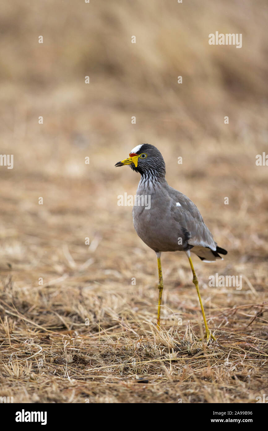 Afrikanische Gelbstirn-blatthühnchen Plover, Vanellus senegallus, Masai Mara, Afrika Stockfoto