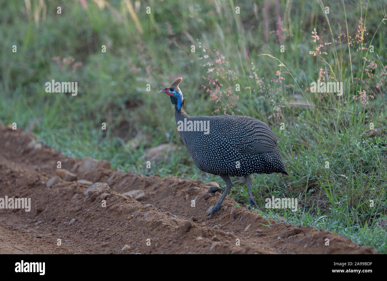 Behelmte Guineafowl, Numida meleagris, Kenia, Afrika Stockfoto