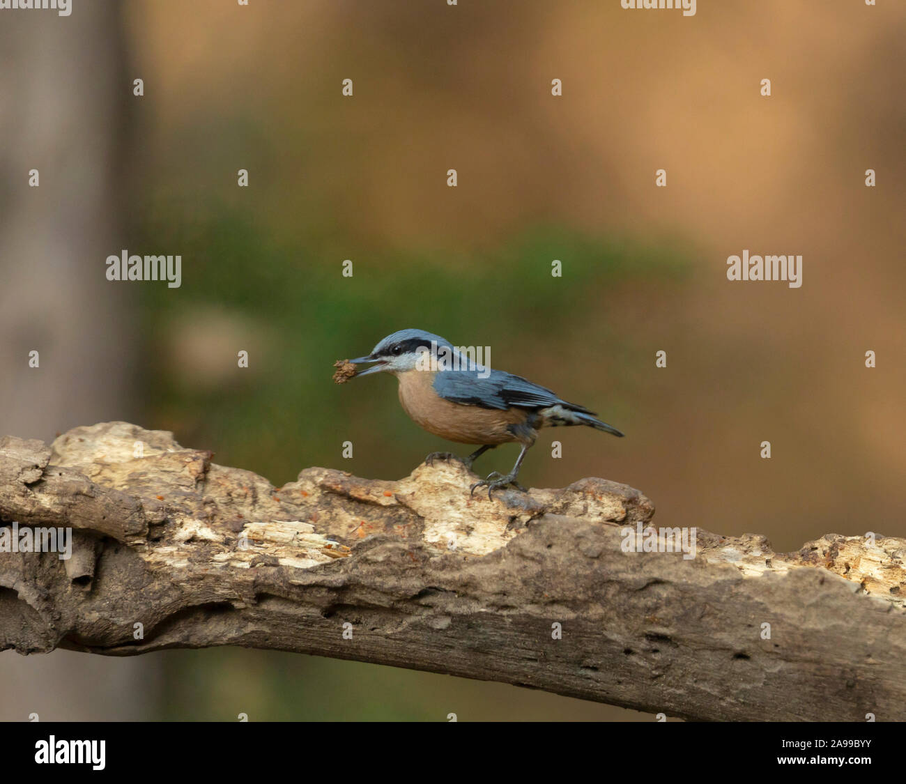 Chestnut-bellied Kleiber, Sitta, cinnamoventris Sattal, Indien Stockfoto