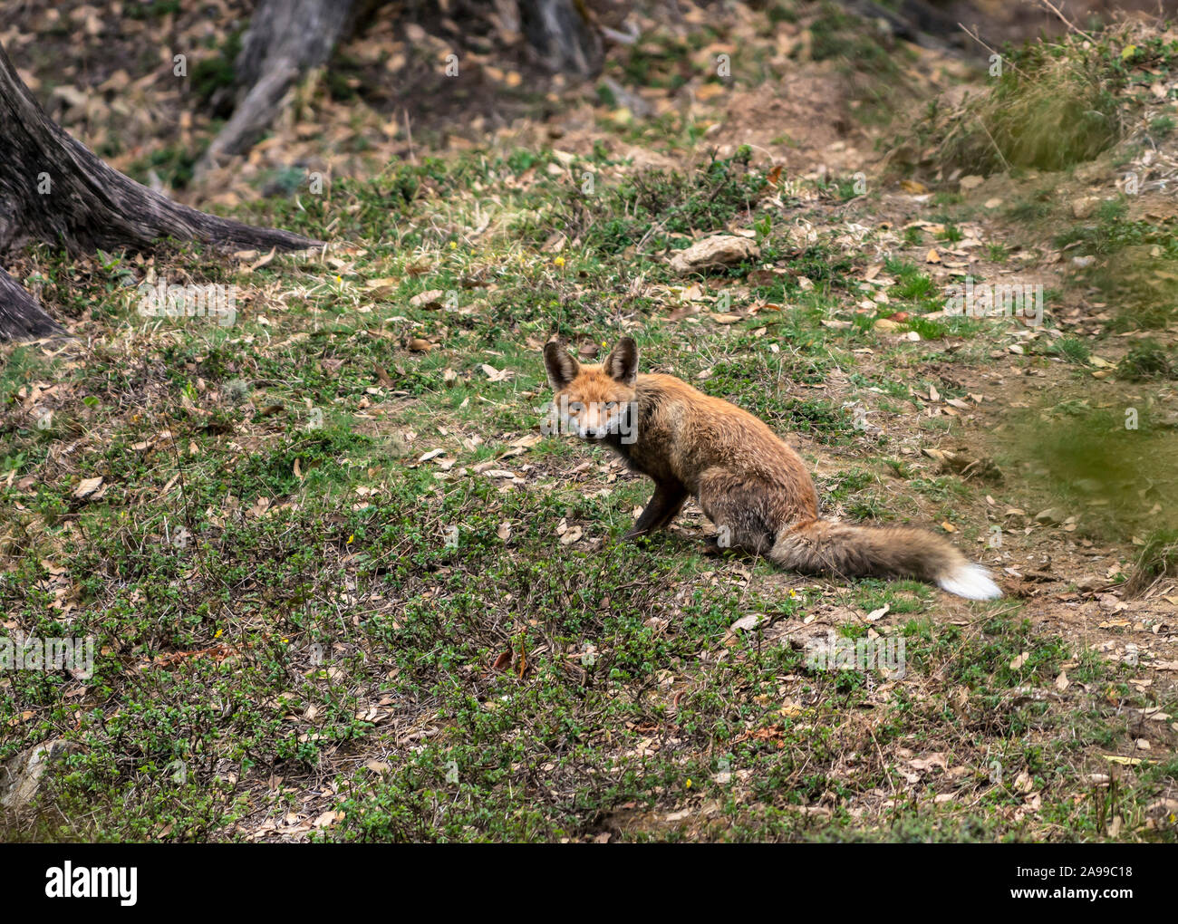 Himalayan Red Fox, Vulpes vulpes, Chopta, Garhwal, Uttarakhand, Indien Stockfoto