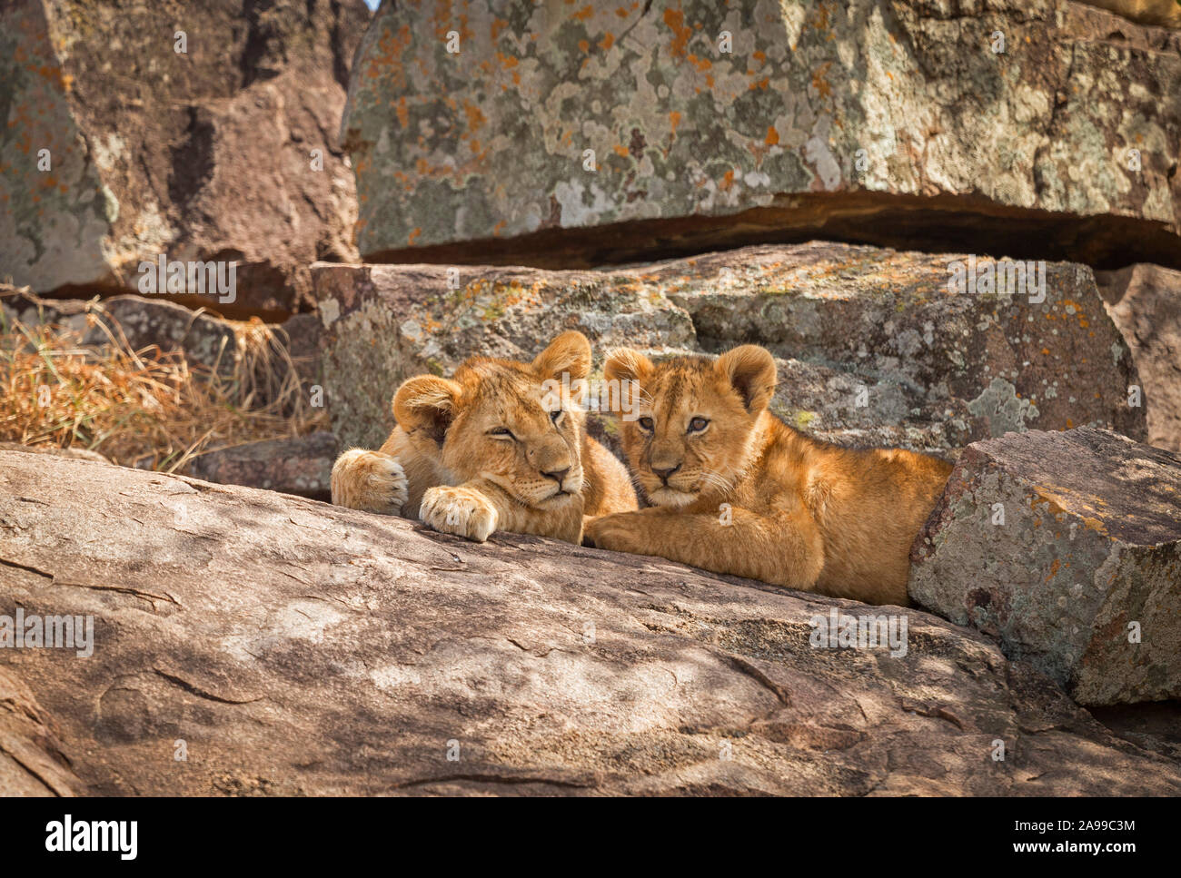 Lion Cubs, Panthera leo, ruht auf Rock, Maasai Mara, Afrika Stockfoto