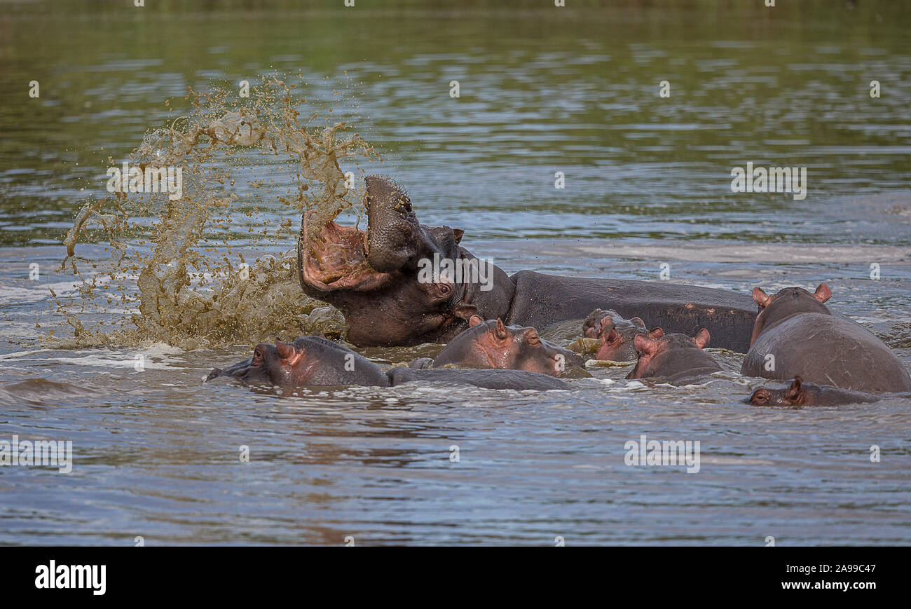 Hippopotamus Mutter und Baby, Hippopotamus amphibius, Maasai Mara, Afrika Stockfoto