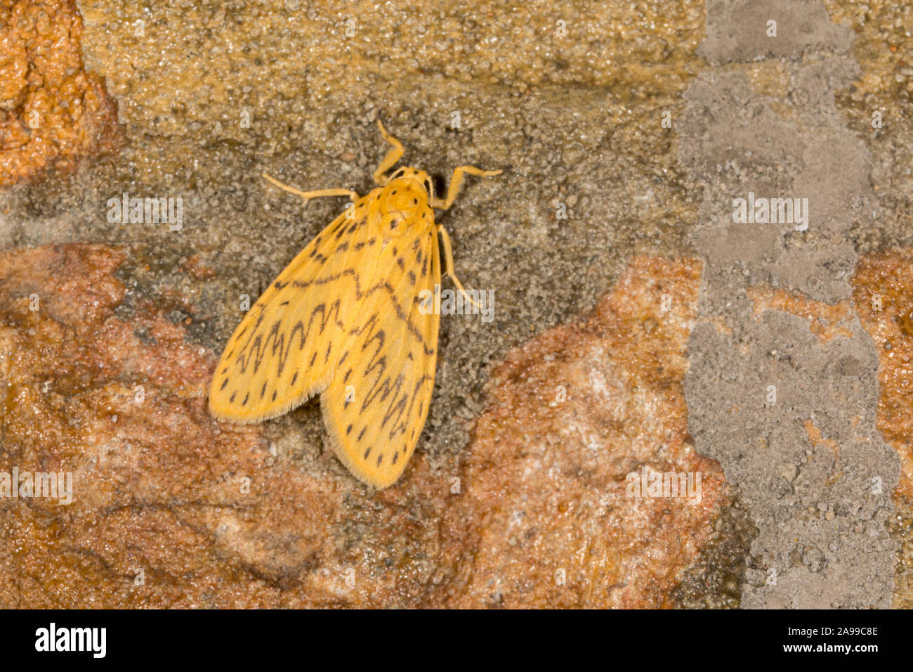 Lyclene Obsoleta aus der Familie Erebidae. Es ist in Indien (Sikkim) und Borneo gefunden. Meghalaya, Indien Stockfoto