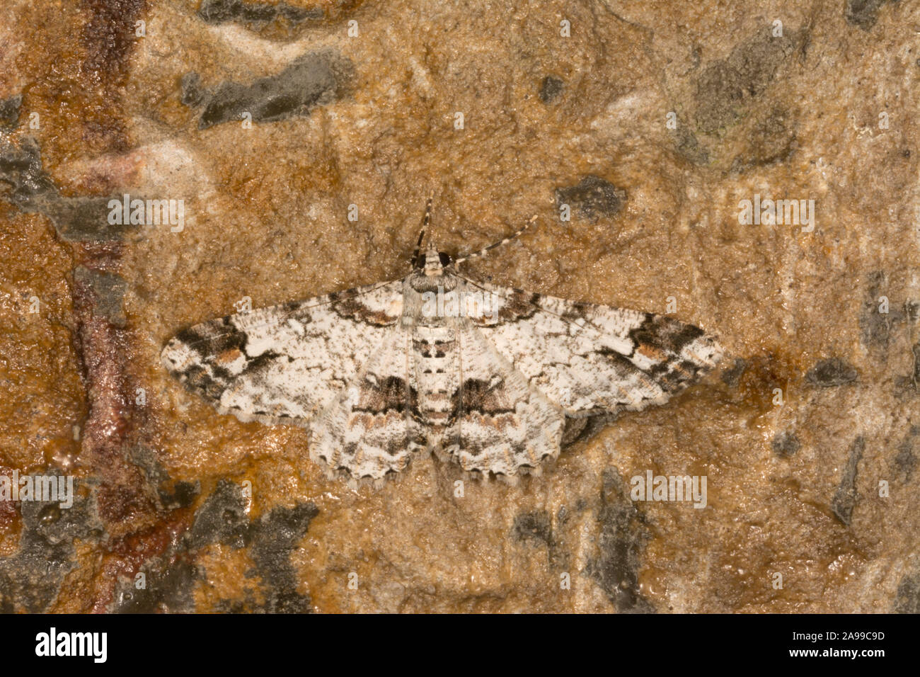 Geometroidea, Motten, cleora Fratoria, Meghalaya, Indien Stockfoto
