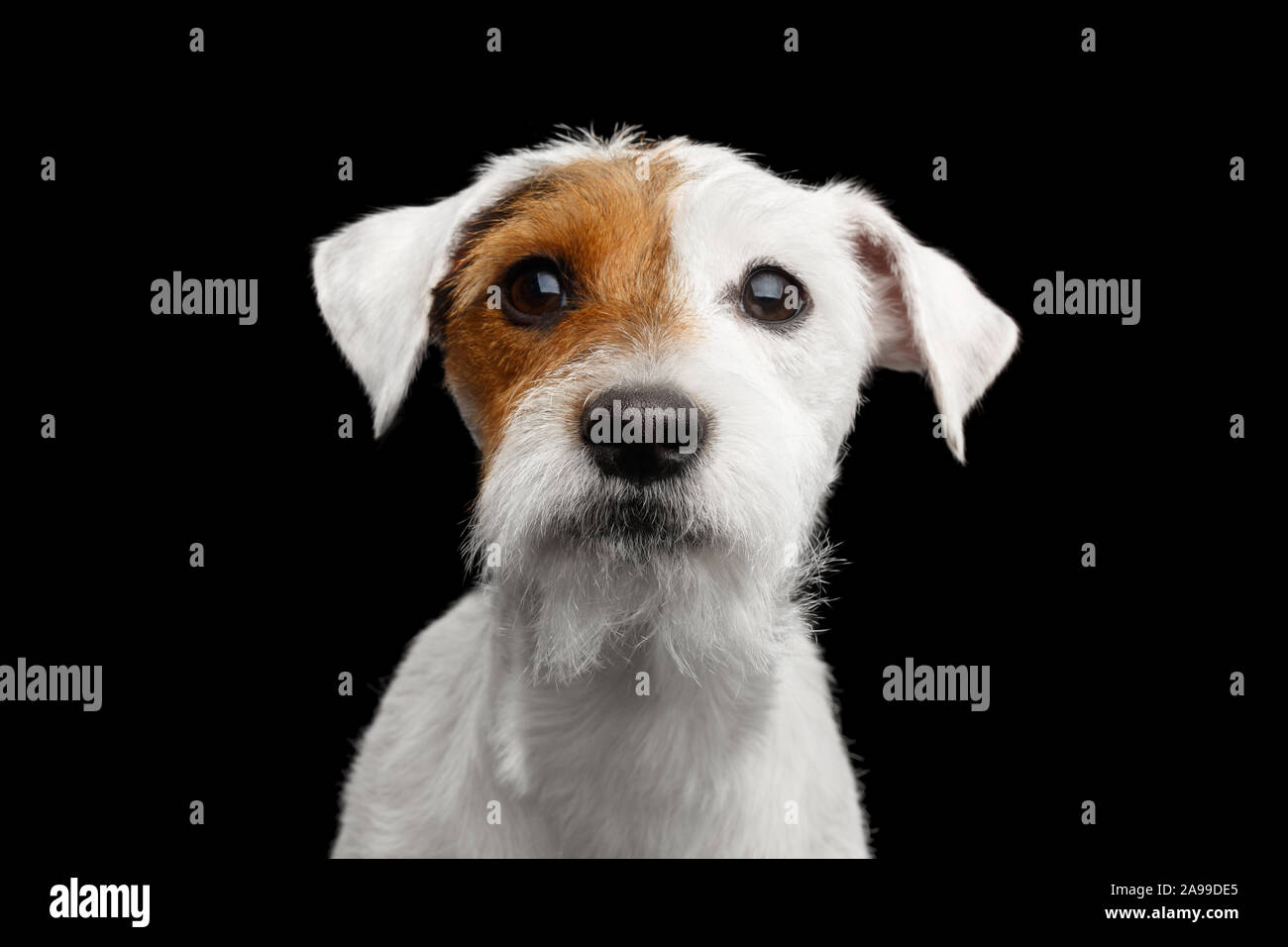 Closeup Portrait von Verwunderung Jack Russell Terrier Hund isoliert auf schwarzem Hintergrund Stockfoto