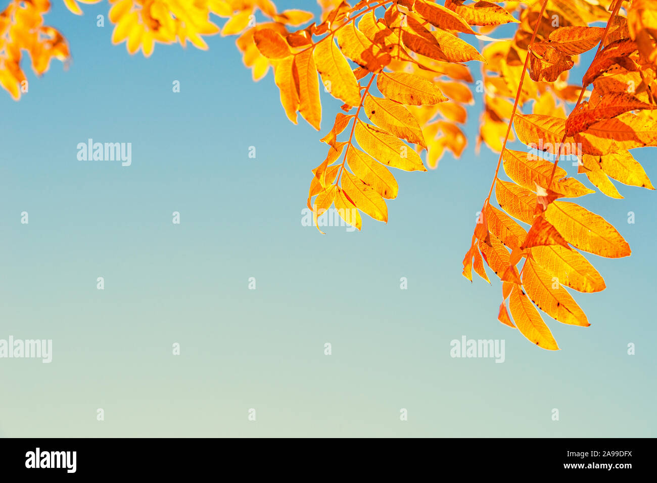 Nahaufnahme des Chinesischen pistache Baum (Pistacia chinensis), Blätter, helle Golden Orange und Rot Herbst Laub Farben gegen den blauen Himmel. Kopieren Sie Platz. Fallen Stockfoto