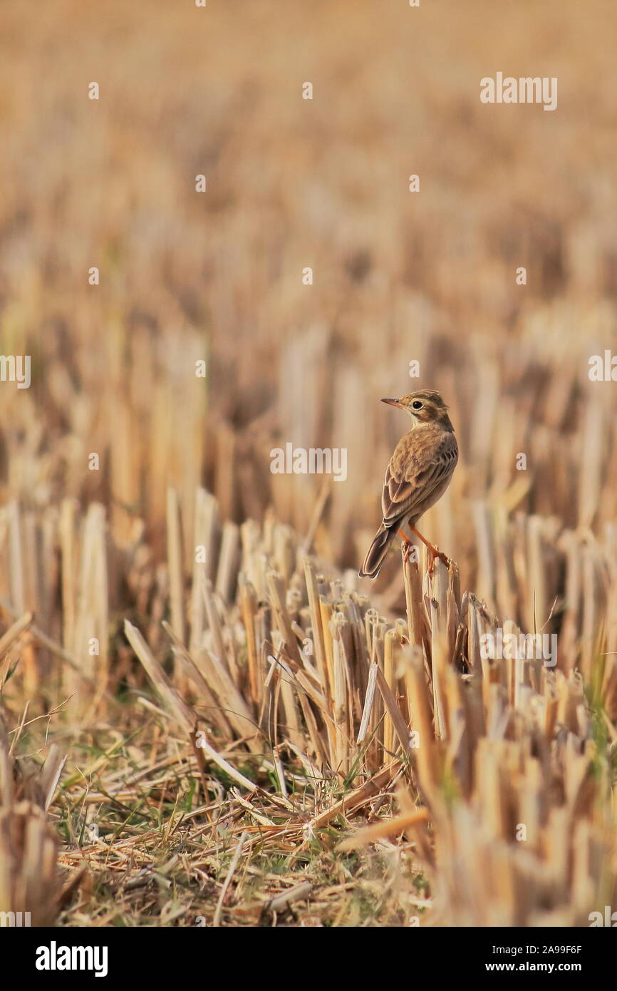 Paddyfield Pieper oder orientalischen Pieper (Anthus rufulus) in einem Reisfeld, Landschaft von West Bengalen in Indien Stockfoto