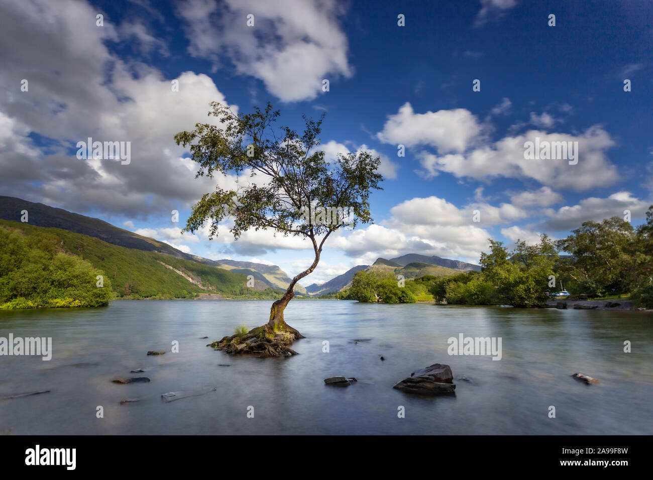 Einsamer Baum am Llyn Padarn, Snowdonia, Llanberis, North Wales Stockfoto