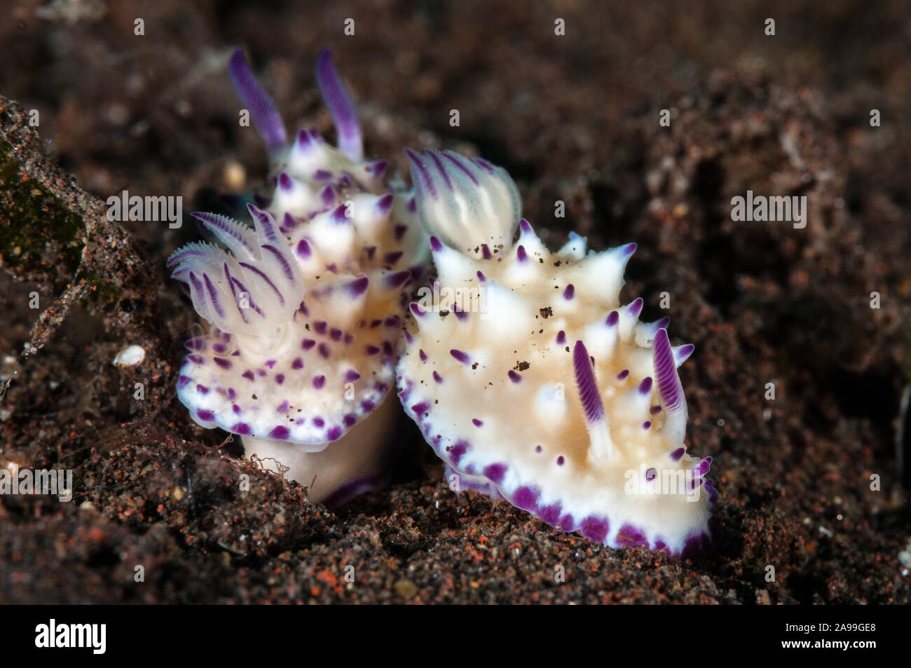 Paar, Nacktschnecken, Beau Vallon herrliche Slug, Glossodoris multituberculata, Tulamben, Bali, Indonesien Stockfoto