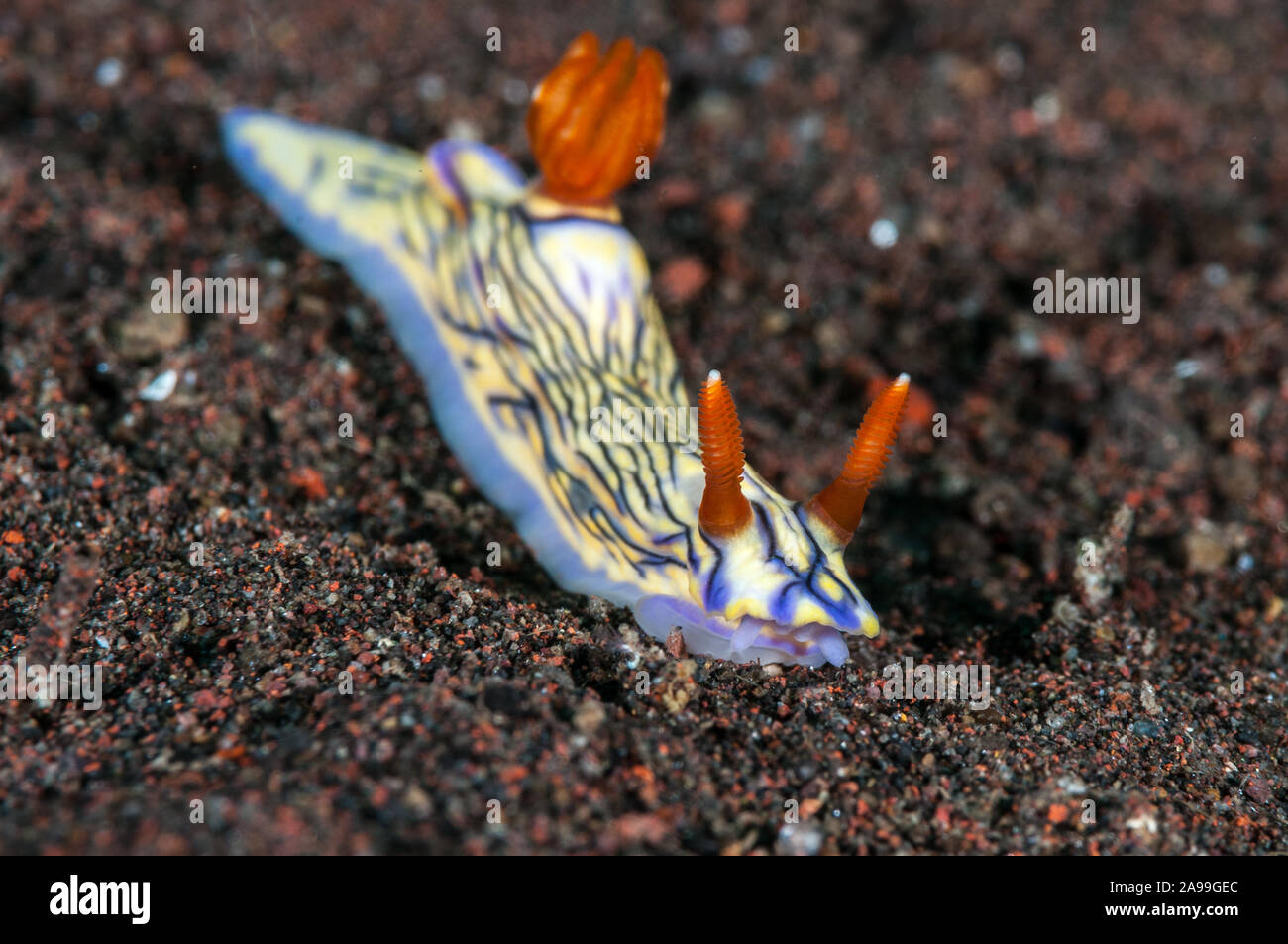 Nacktschnecken, Doris zephyra, Tulamben, Bali, Indonesien Stockfoto