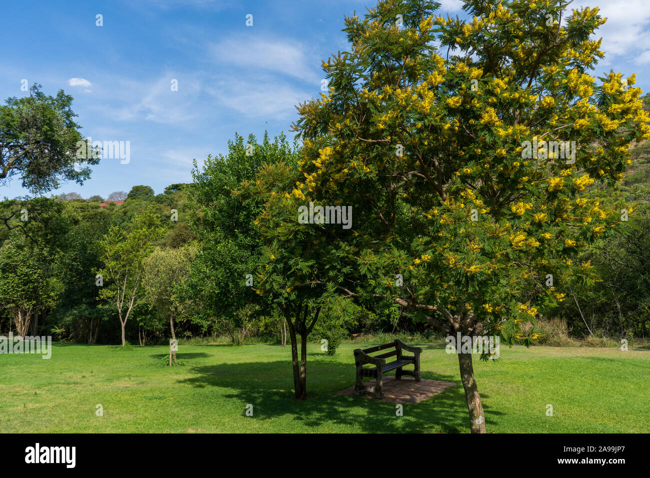 Bank in einem schattigen Plätzchen unter einem Baum in der Walter Sisulu botanischen Gärten in Johannesburg, Südafrika Stockfoto