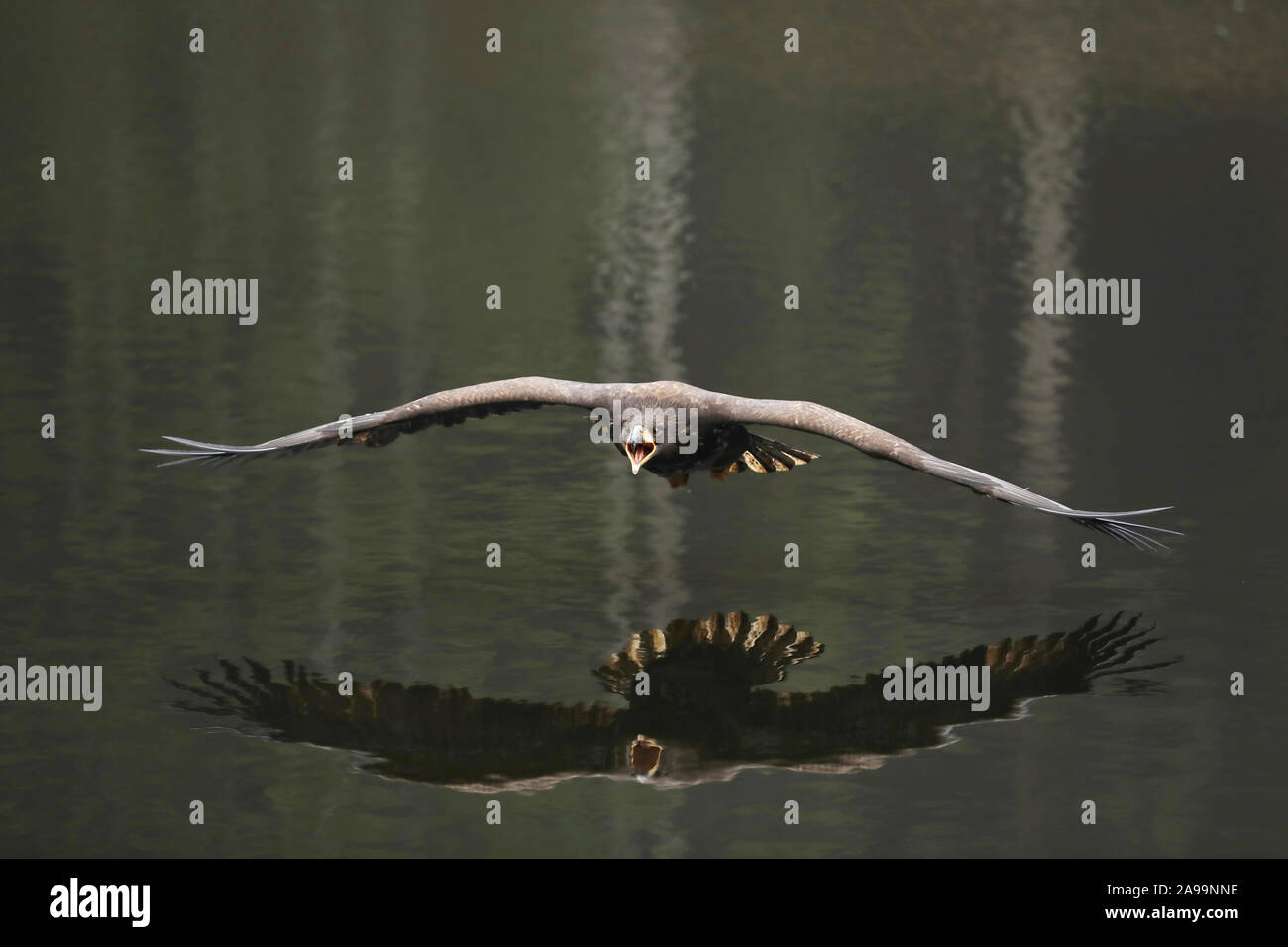Eurasischen Seeadler über dem Wasser fliegen, Spiegelung im Wasser, natürlichen Szene, Haliaeetus albicilla Stockfoto