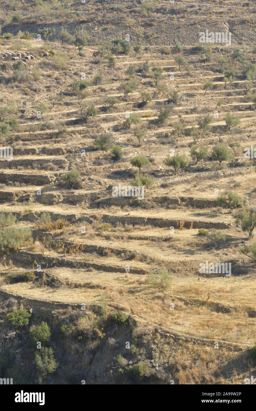 Alten landwirtschaftlichen Terrassen oder bancales handgefertigt in den Süden von Spanien Stockfoto