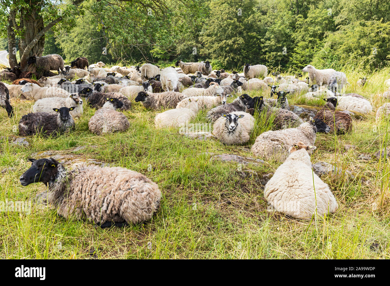 Bornholm, Lilleborg, Almindingen, Burgruine, Schafherde Stockfoto