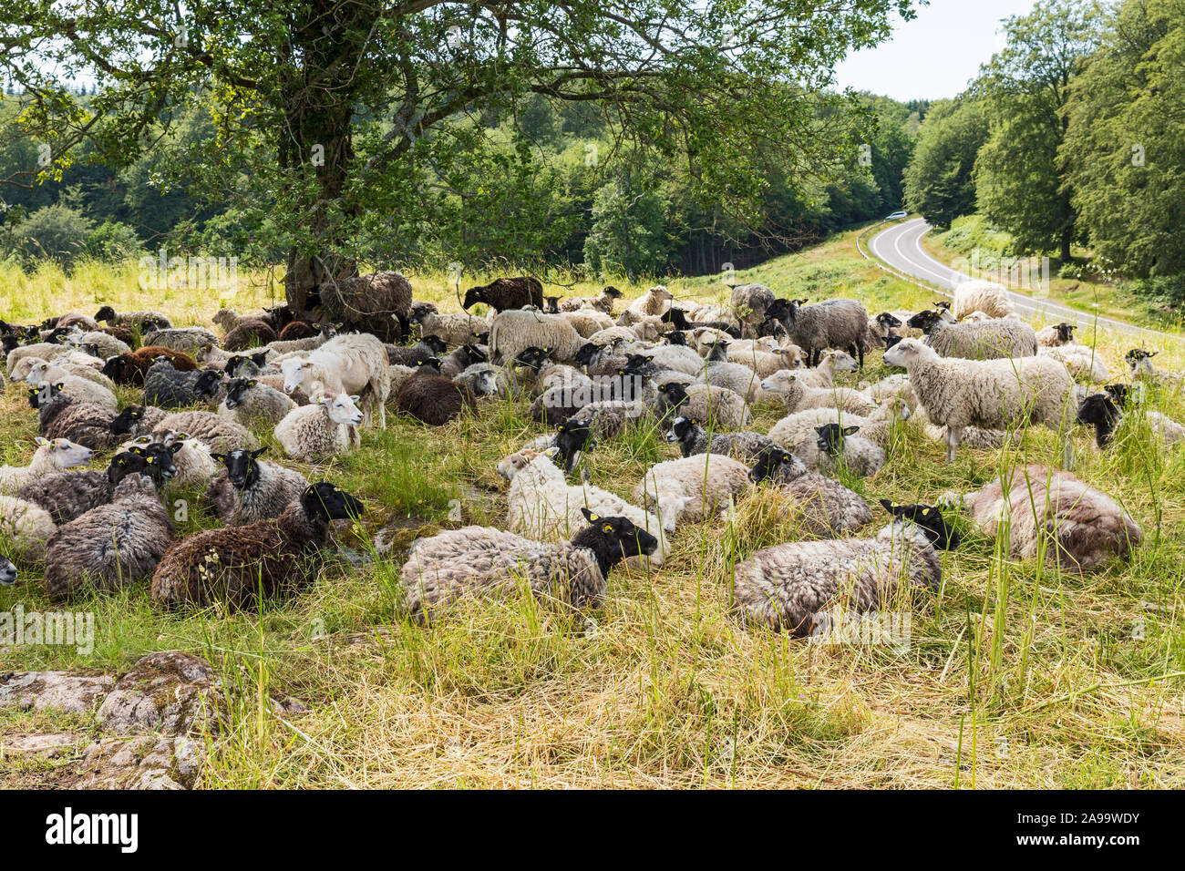 Bornholm, Lilleborg, Almindingen, Burgruine, Schafherde Stockfoto