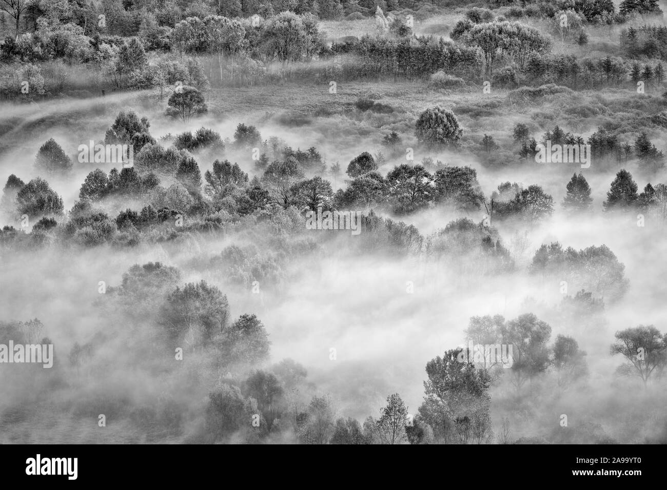 Die wunderschönen nebligen Wald, der Schwarz-Weiß-Fotografie Stockfoto