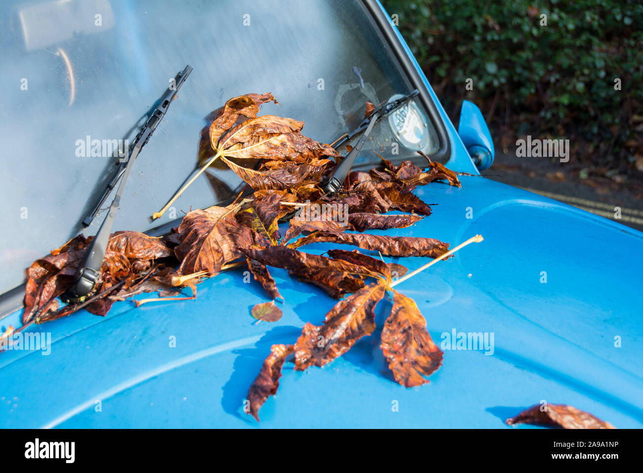 Blätter im Herbst auf einem klassischen Hellblau Volkswagen Käfer Stockfoto