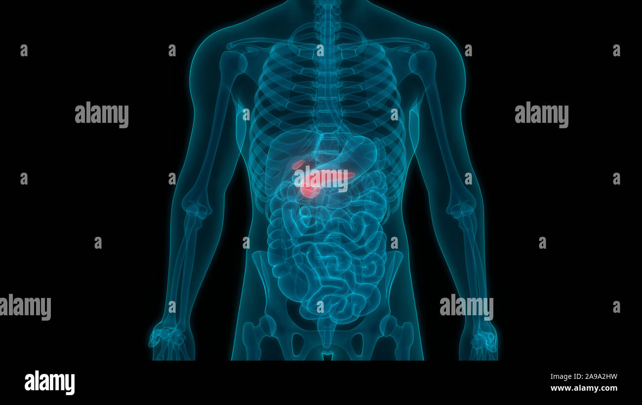 Die menschliche Bauchspeicheldrüse mit Gallenblase Anatomie Stockfoto