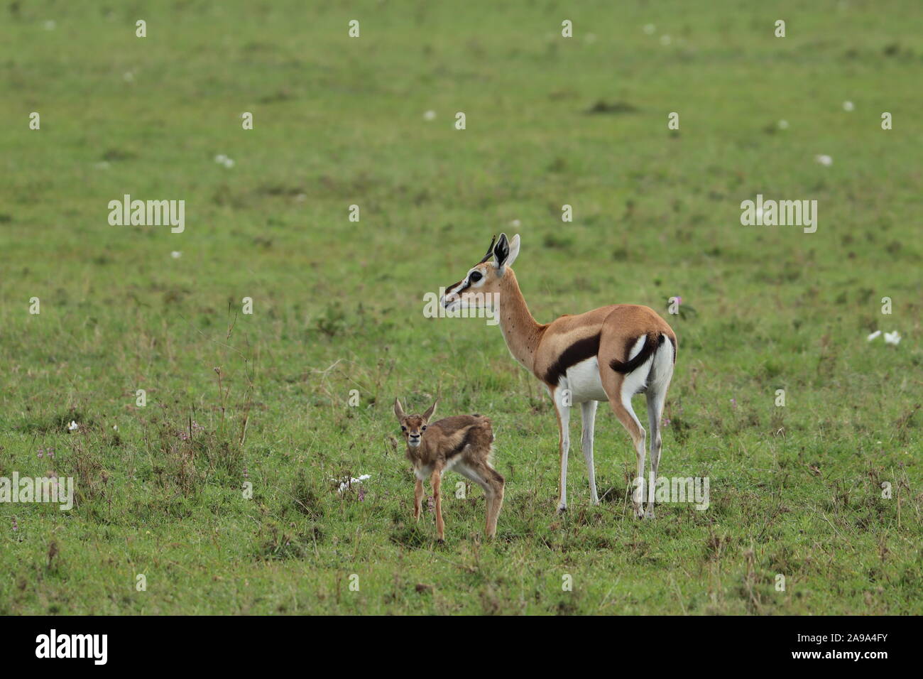 Baby's Thomson Gazellen mit seiner Mutter in der afrikanischen Savanne. Stockfoto