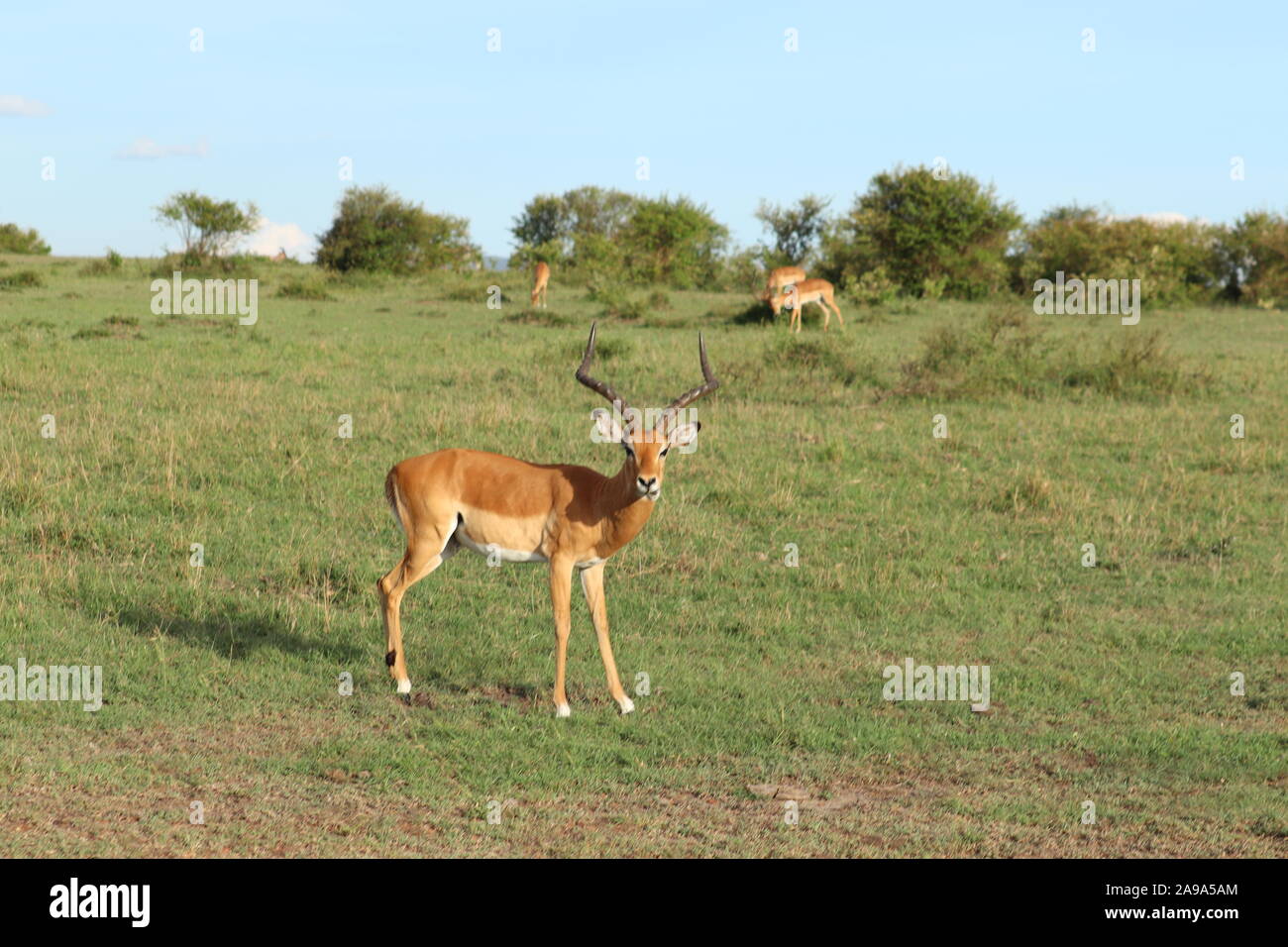 Impala in der afrikanischen Savanne. Stockfoto