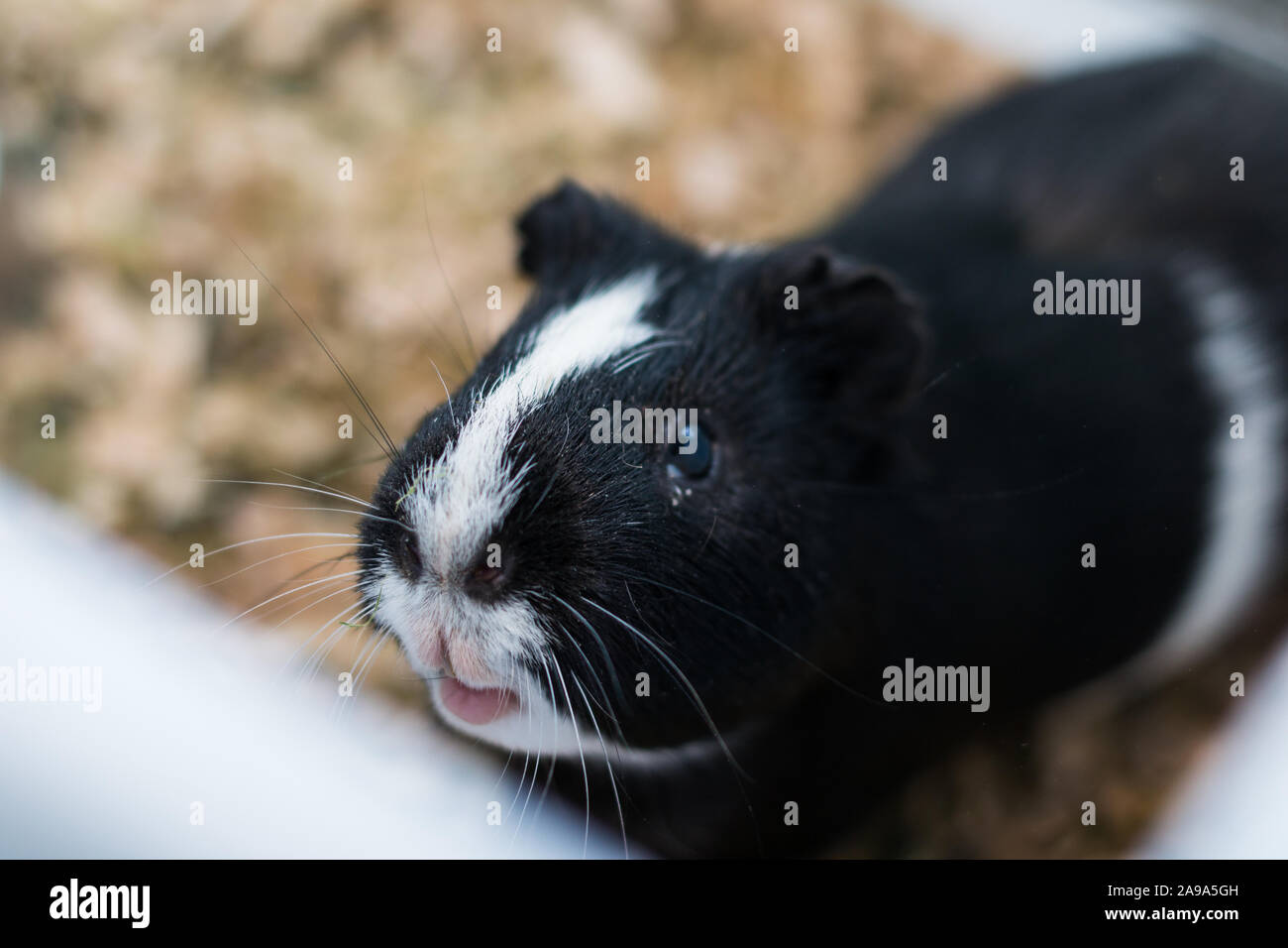 Schwarze und weisse Meerschweinchen mit Konjunktivitis Stockfoto