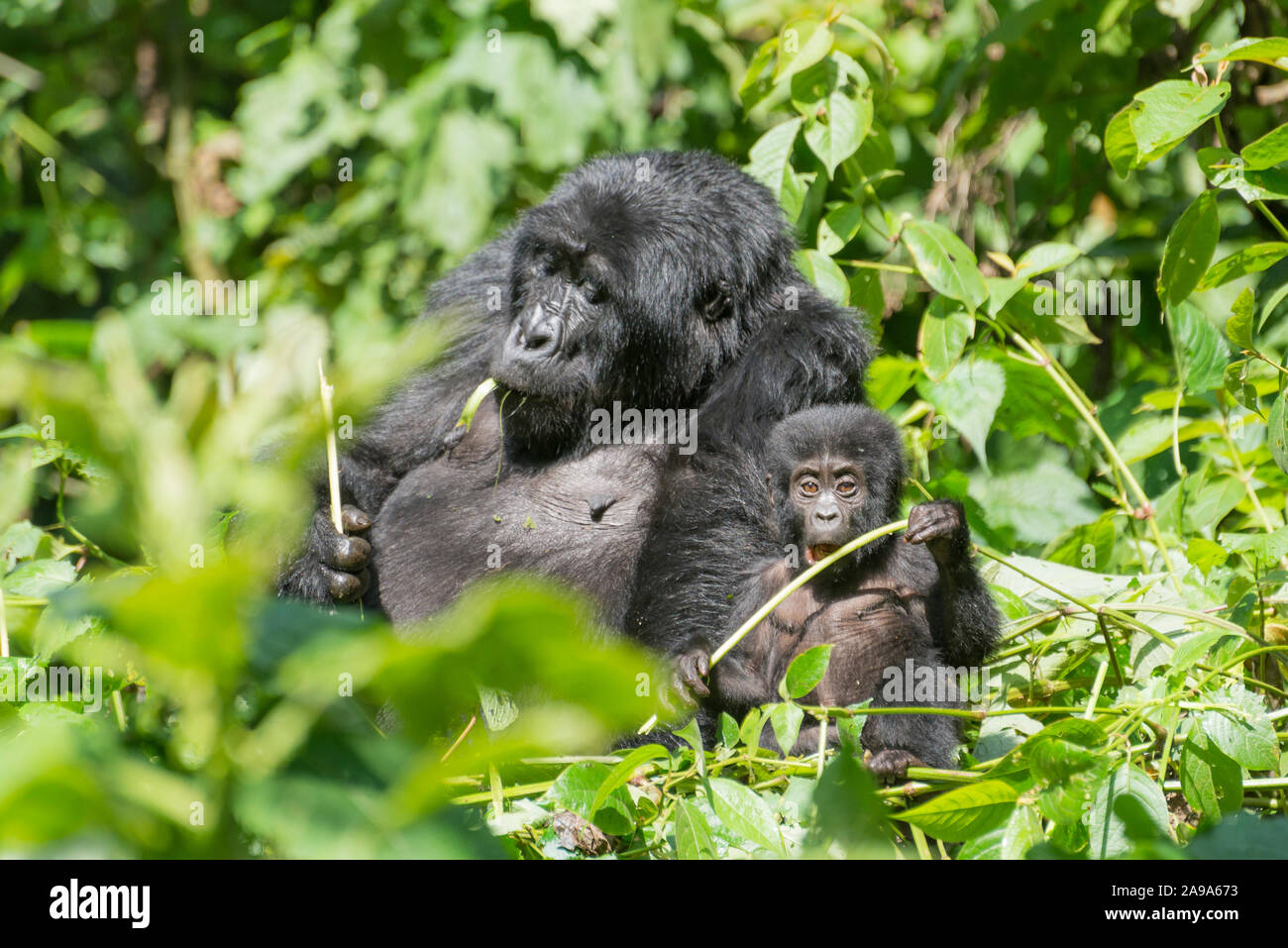 Eine Mutter und ihr Baby Mountain Gorilla im Dschungel der Volcanoes National Park Stockfoto