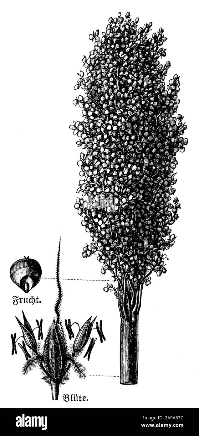 Sorghum,, (Wirtschaft Buch, 1915) Stockfoto