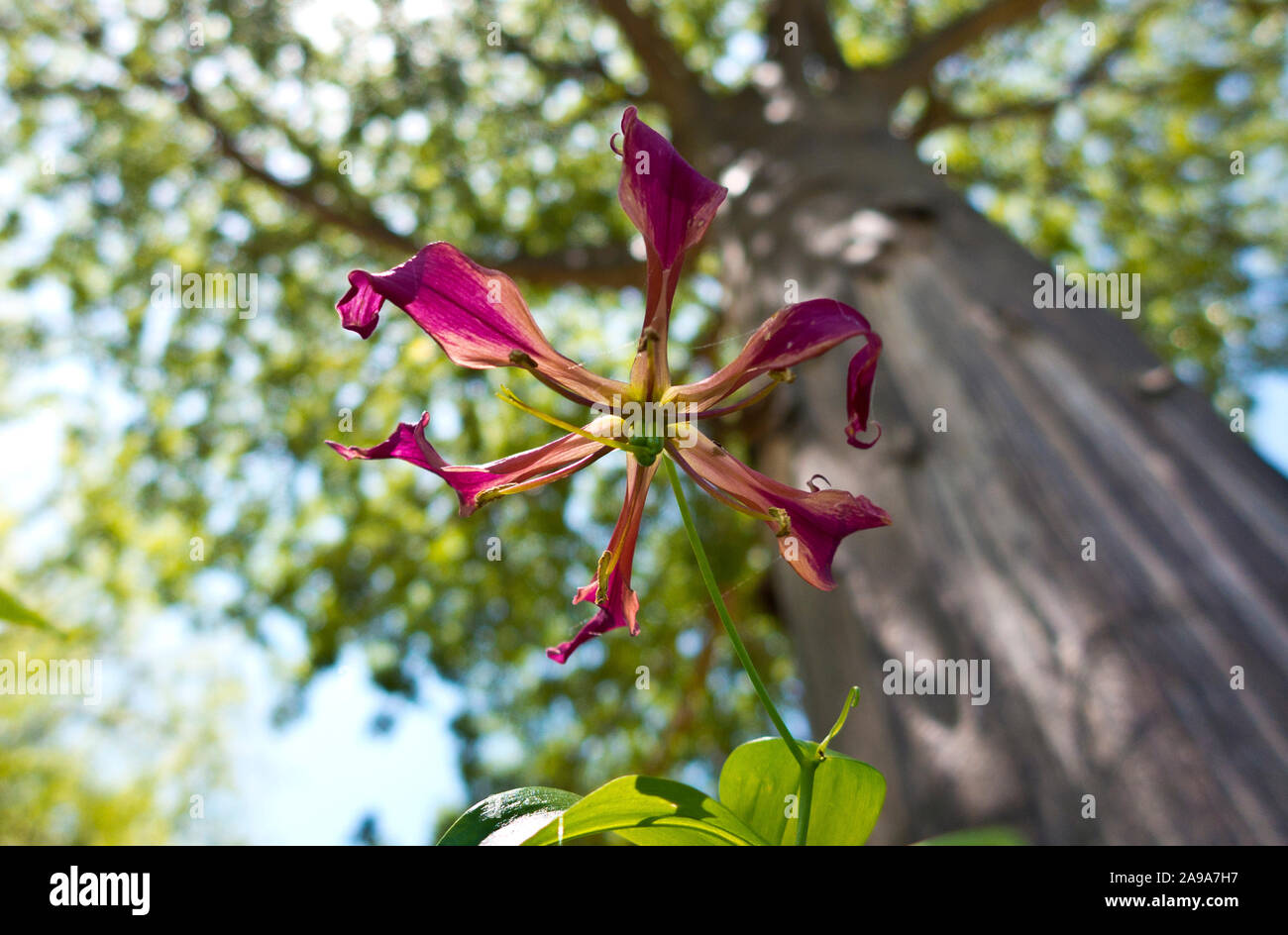 Der sehr variable blüht der Flamme Lily bricht mit dem Regen und es ist ein trailing Kriechgang. Die blätter Ende in Ranken, die das Wachstum unterstützen Stockfoto