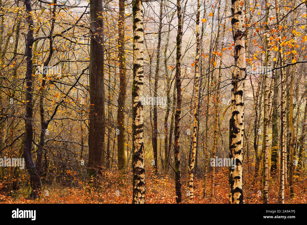 Birke und buche Bäume im Herbst Wald nach Regenfällen, Lake District, England, Großbritannien Stockfoto