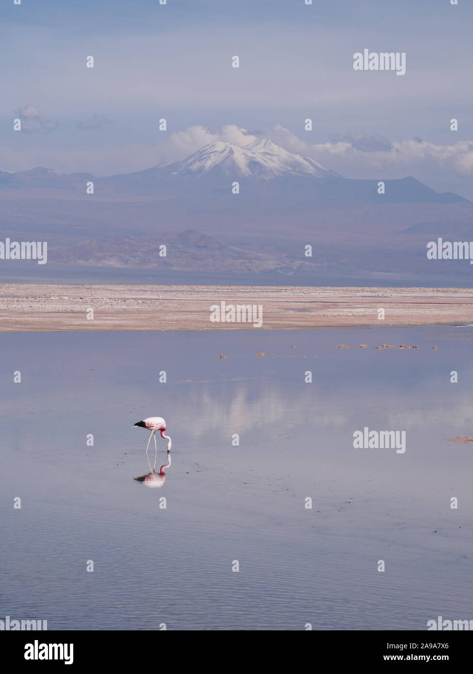 Single Flamingo mit großer Reflexion Fütterung in der Lagune Chaxa Salz in der Atacama-wüste in Chile Stockfoto