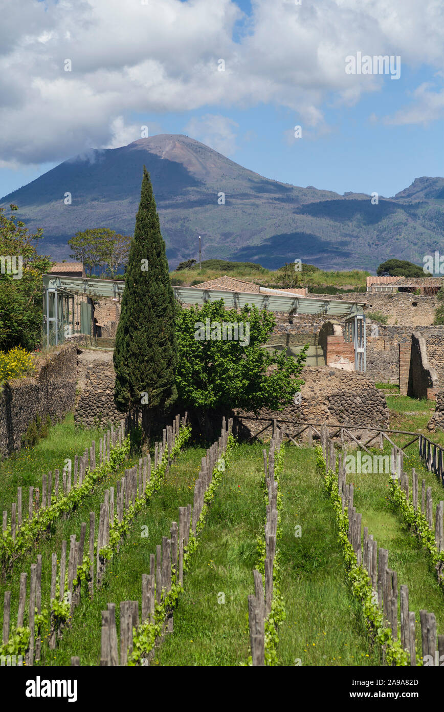 Pompei. Italien. Archäologische Stätte von Pompeji. Blick auf den Südlichen Bezirk mit Reben auf alten Weinbergslagen gepflanzt, den Vesuv in der Ba Stockfoto