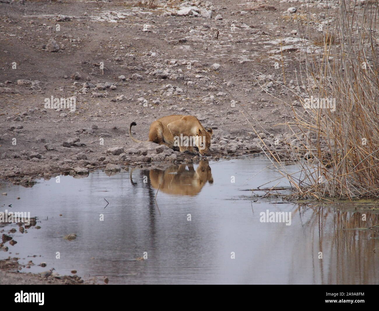 Löwin trinken an einer Wasserstelle in der Nähe von Etosha in Namibia - tolles Spiegelbild im Wasser und ruhigen Gefühl auf das Bild Stockfoto