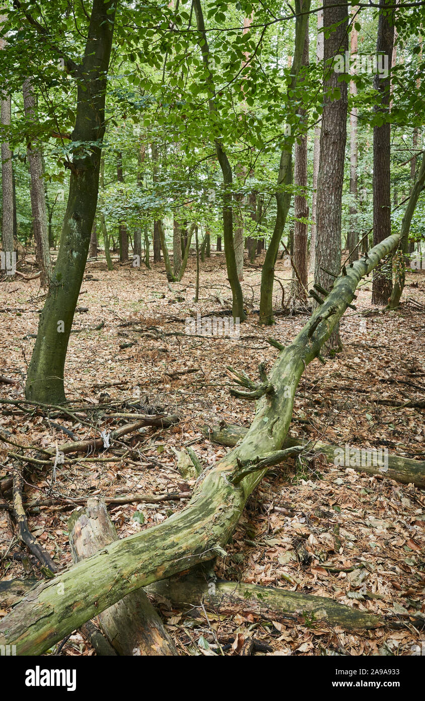 Gefallenen Baum in einem herbstlichen Wald. Stockfoto