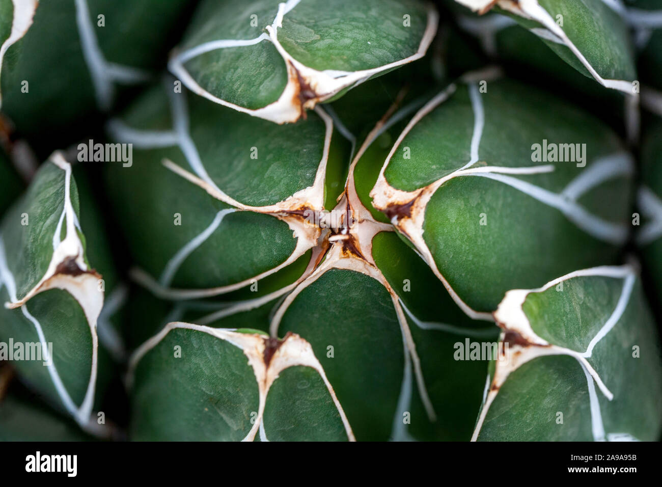 Agave victoriae-reginae Queen Victoria Wüstenpflanzen Stockfoto